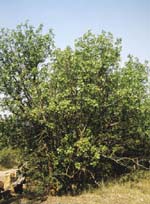 Фисташковое дерево на Карадаге